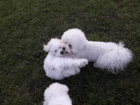 Cuccioli di Bichon Fris | Foto 2