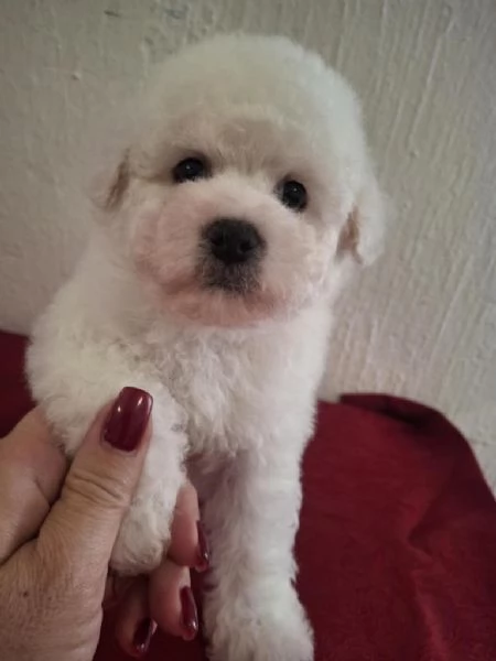 Cuccioli di Bichon Fris | Foto 1