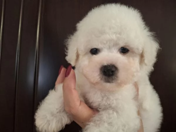 Cuccioli di Bichon Fris