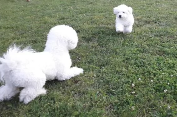 Cuccioli di Bichon Fris | Foto 0
