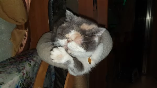 Gatta castieks cerca casa