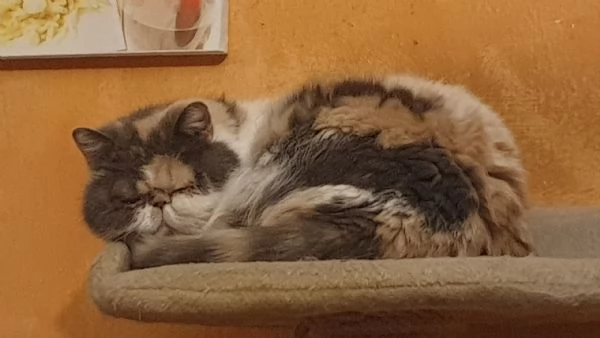 Gatta castieks cerca casa | Foto 0