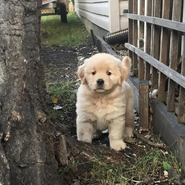 Golden Retriever cuccioli maschio e femmina | Foto 1