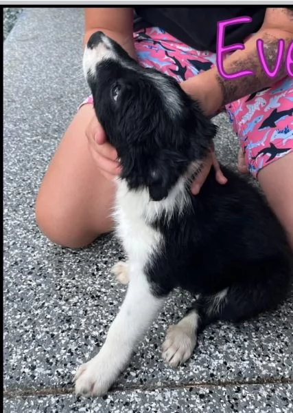 Border Collie cuccioli maschio e femmina