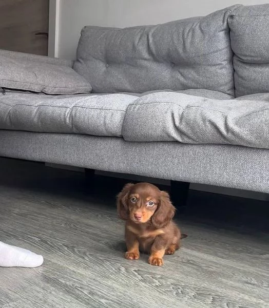 Bassotto Toy cuccioli maschio e femmina