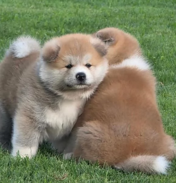 Akita inu cuccioli maschio e femmina | Foto 0