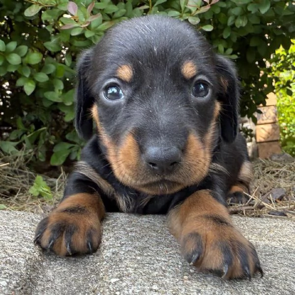 Bassotto Toy cuccioli maschio e femmina