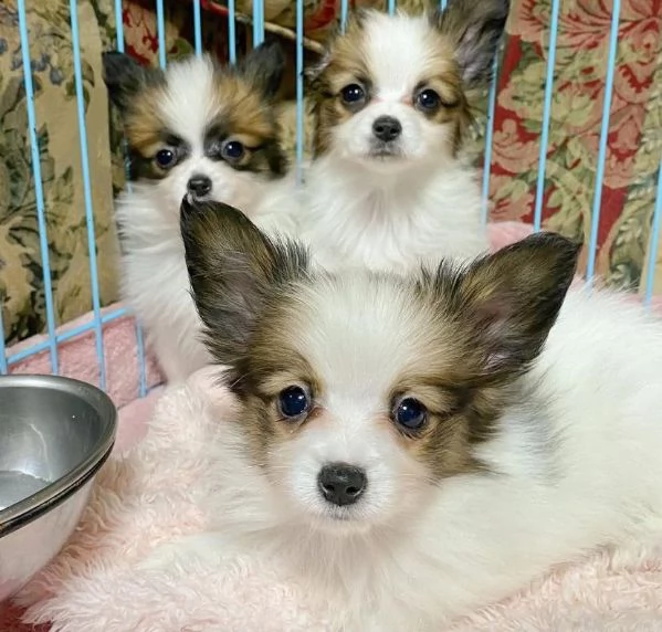Papillon cuccioli maschio e femmina