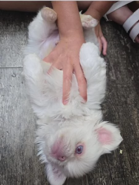 Pechinese cuccioli maschio e femmina | Foto 0
