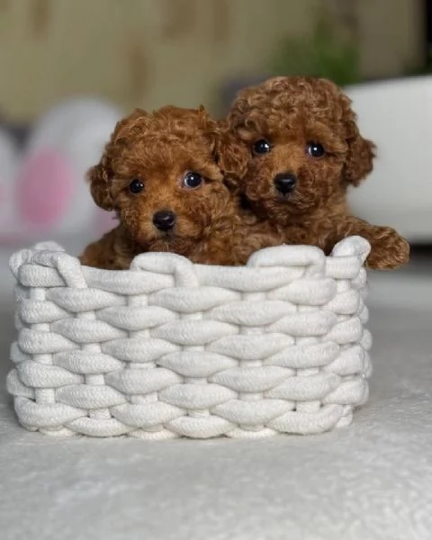 Regalo Dolci intelligenti e coccolosi i barboncini in adozione