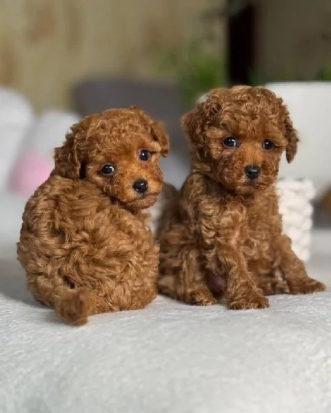 Regalo Zampe piccole cuori grandi adottate un barboncino oggi stesso