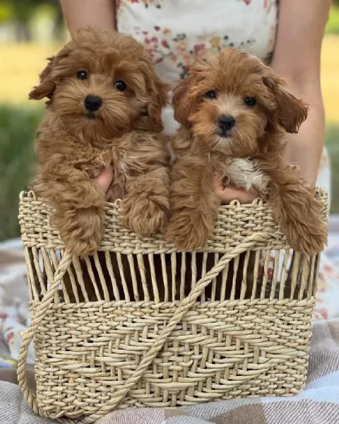Regalo Questi cuccioli di barboncino sono degli incantatori nati