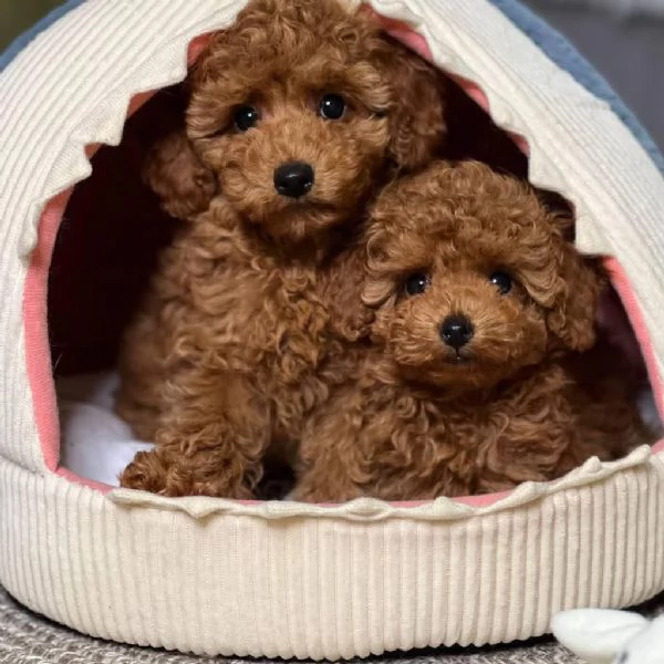 Regalo Adorabili cuccioli di barboncino pronti per case amorevoli