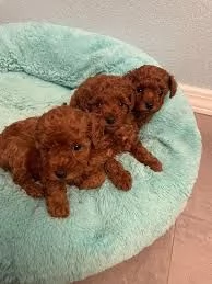 Regalo Disponibili cuccioli di barboncino con sovraccarico di carineria