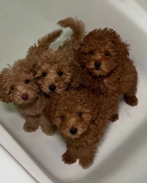 Regalo Cuccioli di barboncino i perfetti compagni di famiglia