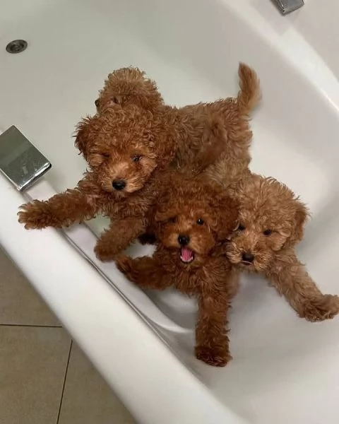 Regalo Poco pelo e molto amore adottate un barboncino oggi stesso