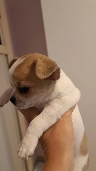 Chihuahua pelo corto maschio