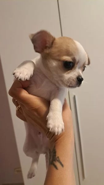 Chihuahua pelo corto maschio | Foto 3
