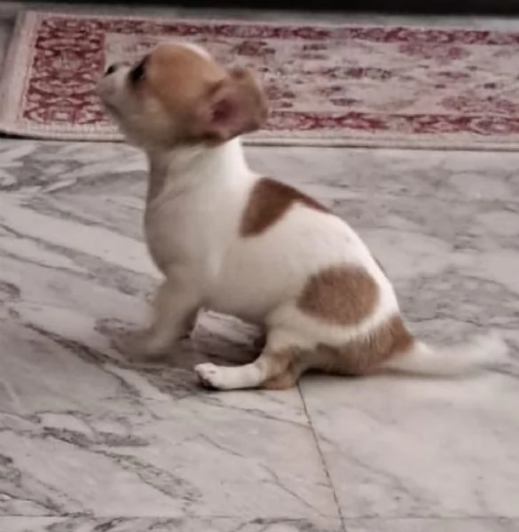 Chihuahua pelo corto maschio | Foto 2