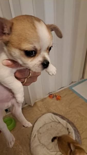 Chihuahua pelo corto maschio | Foto 1