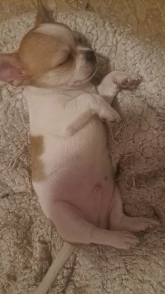 Chihuahua pelo corto maschio | Foto 0