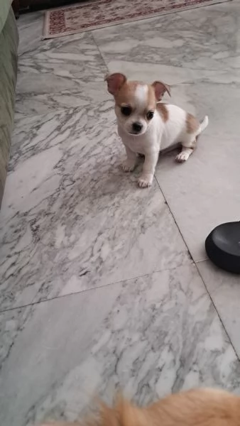 Chihuahua maschio pelo corto con pedigree  | Foto 3