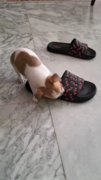 Chihuahua maschio pelo corto con pedigree  | Foto 0
