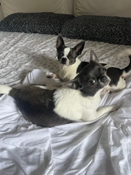 Cuccioli chihuahua