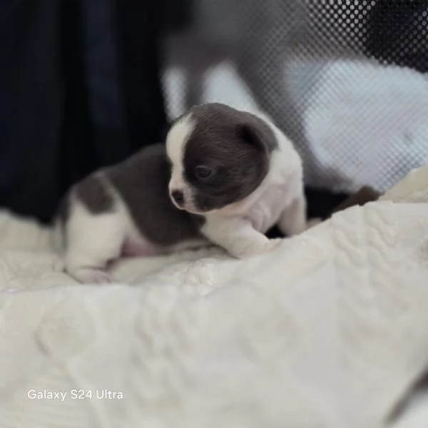 Cuccioli chihuahua | Foto 3