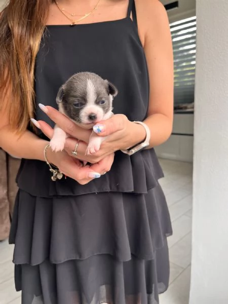 Cuccioli chihuahua | Foto 1