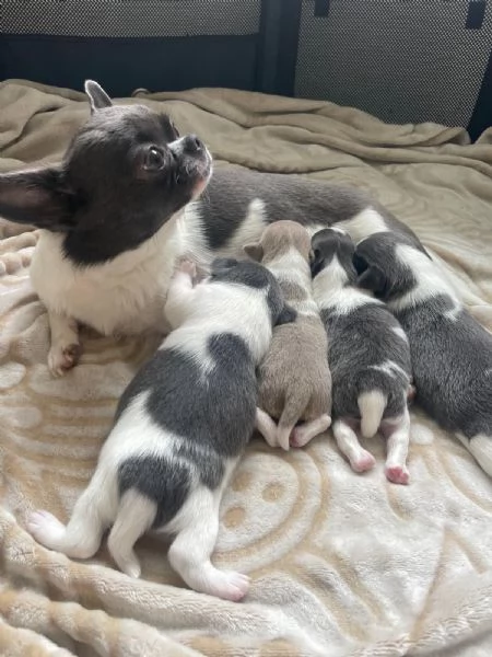 Cuccioli chihuahua | Foto 0