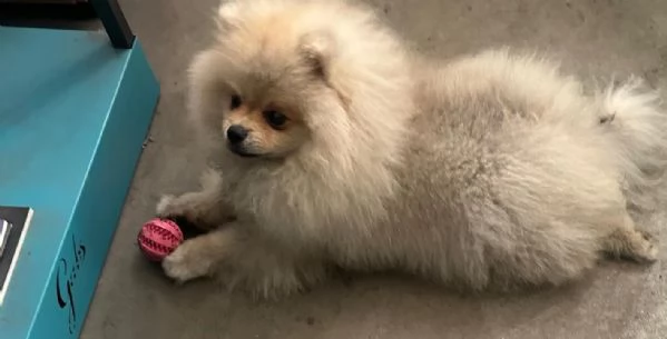 Vendo cuccioli di spitz tedesco nano | Foto 5