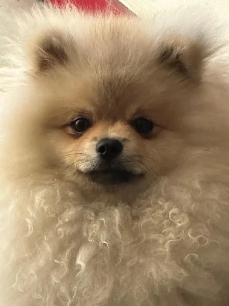 Vendo cuccioli di spitz tedesco nano | Foto 4