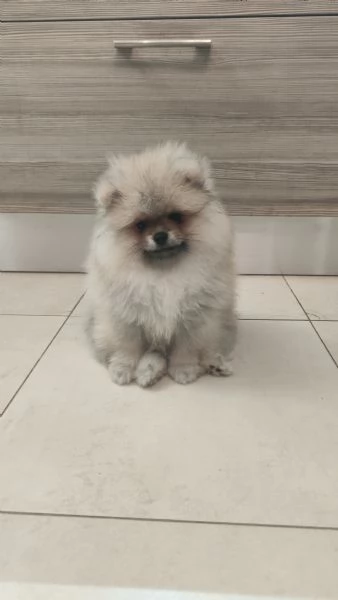 Vendo cuccioli di spitz tedesco nano | Foto 4
