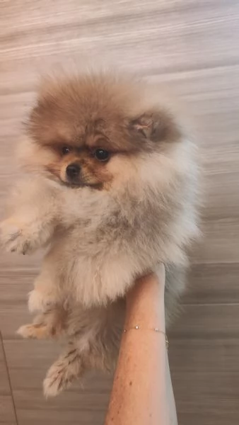 Vendo cuccioli di spitz tedesco nano | Foto 3