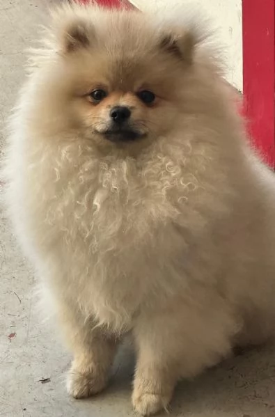 Vendo cuccioli di spitz tedesco nano | Foto 2