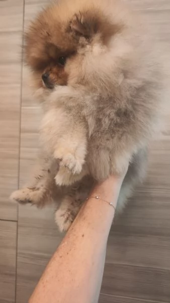 Vendo cuccioli di spitz tedesco nano | Foto 1