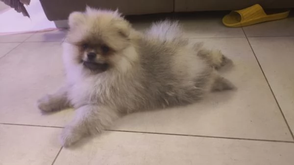Vendo cuccioli di spitz tedesco nano | Foto 0