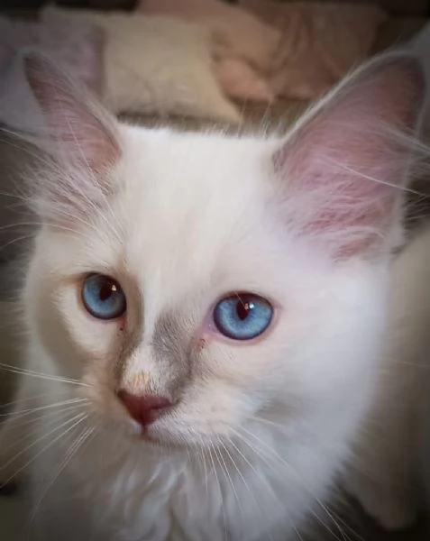 Cucciolo di ragdoll  Blue Point mitted
