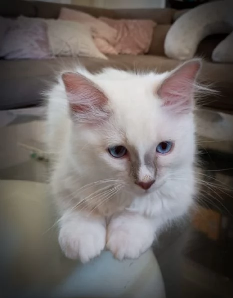 Cucciolo di ragdoll  Blue Point mitted | Foto 3