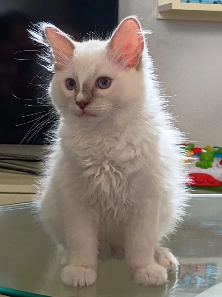 Cucciolo di ragdoll  Blue Point mitted | Foto 2