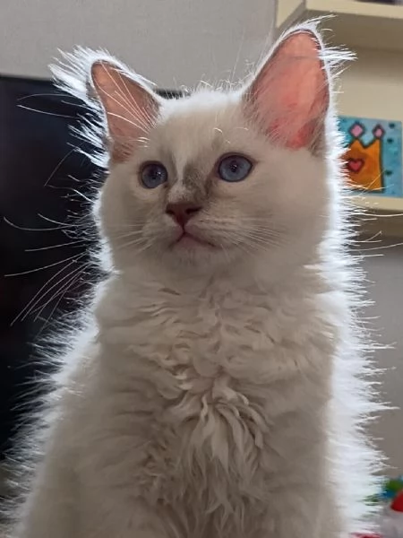 Cucciolo di ragdoll  Blue Point mitted | Foto 1