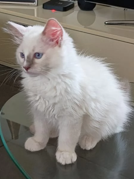 Cucciolo di ragdoll  Blue Point mitted | Foto 0