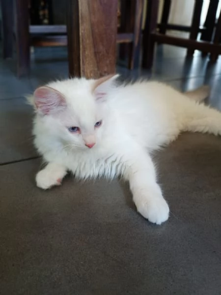 Cucciolo di ragdoll  Lilac Tabby Bicolor | Foto 3