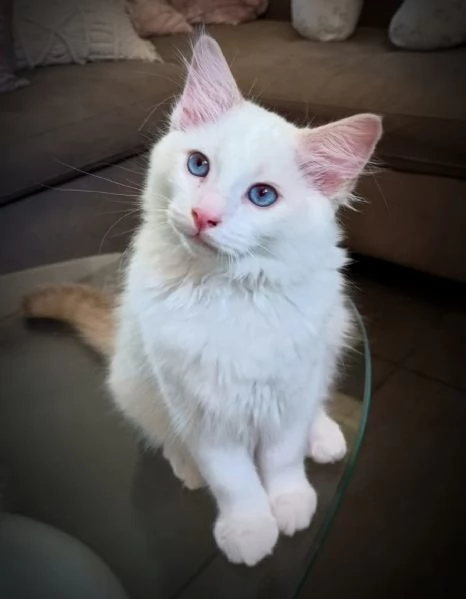 Cucciolo di ragdoll  Lilac Tabby Bicolor