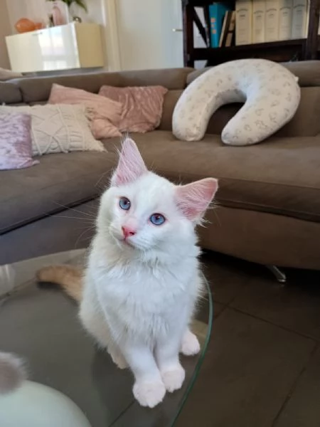 Cucciolo di ragdoll  Lilac Tabby Bicolor | Foto 2