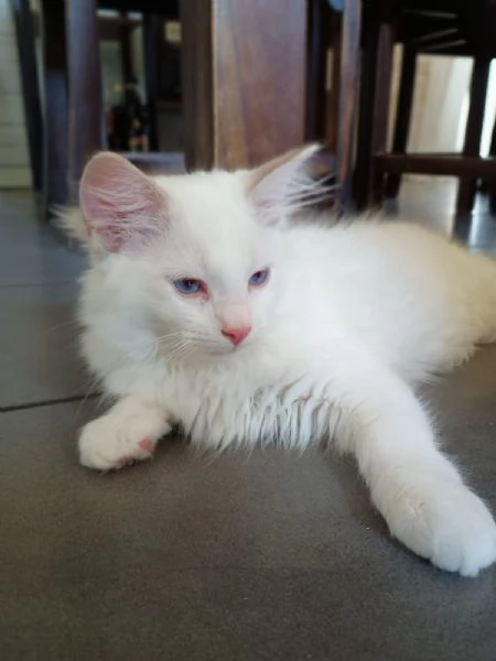 Cucciolo di ragdoll  Lilac Tabby Bicolor | Foto 1