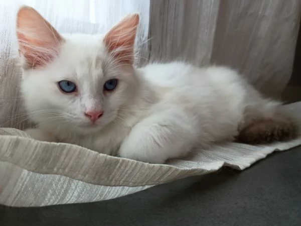 Cucciolo di ragdoll  Lilac Tabby Bicolor | Foto 0