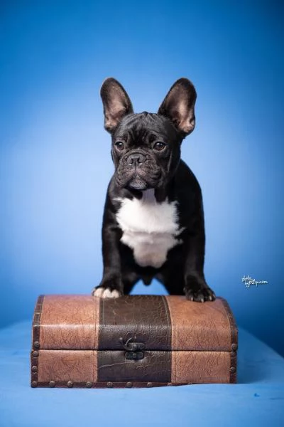 Bulldog Francese  Bellissimi cuccioli | Foto 6