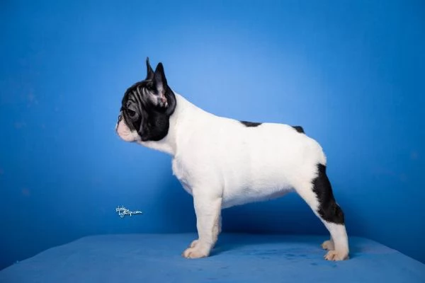 Bulldog Francese  Bellissimi cuccioli | Foto 4